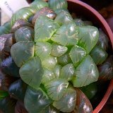 Haworthia cooperi v. truncata (ISI 1762 Bolo Reserve, South Africa)